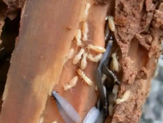 清苑白蚁防治公司分享白蚁防治常见误区，避开防虫踩坑指南